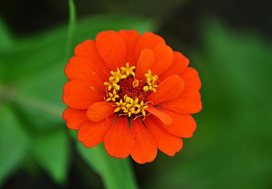 Brilliant Orange Double Zinnia Flower Photograph by Gaby Ethington