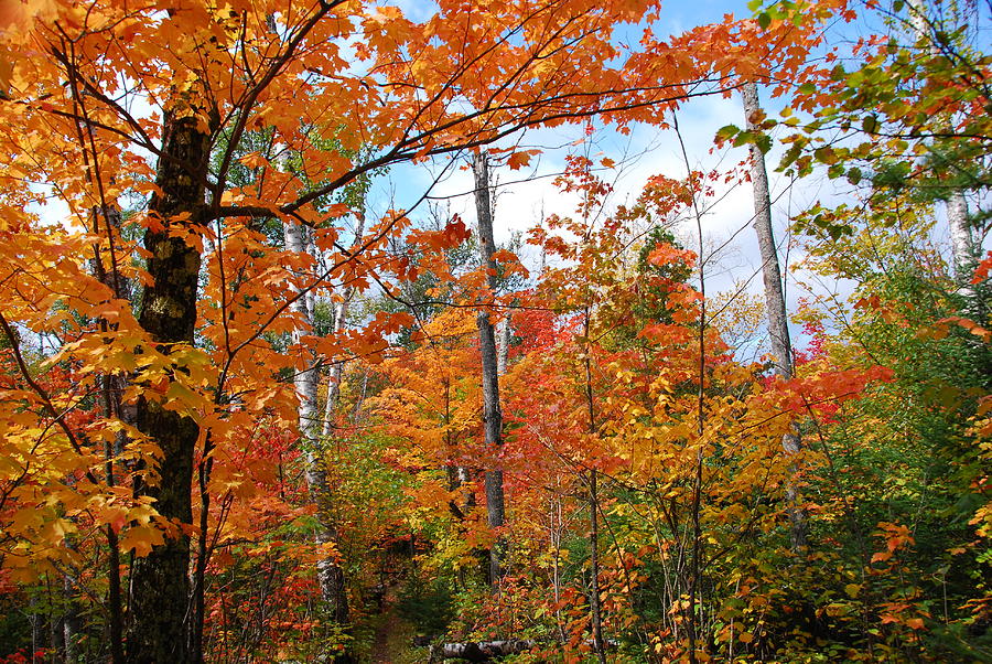 Brilliant Orange Maple Photograph by Cascade Colors
