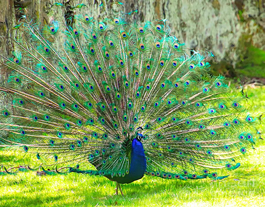Brilliant Peacock Photograph by Karen Silvestri
