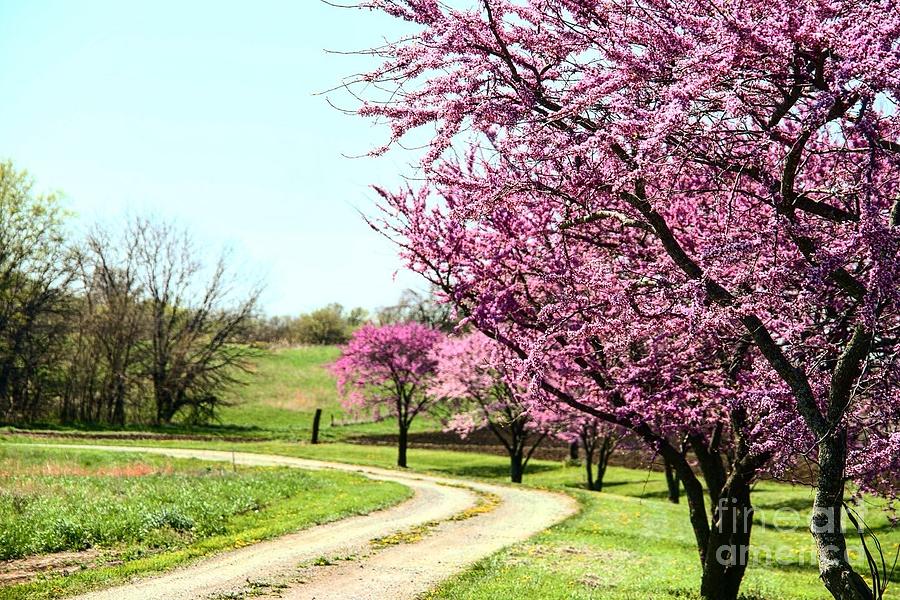 Brilliant Pink Rosebud Missouri Photograph by Justin Strauss - Fine Art ...