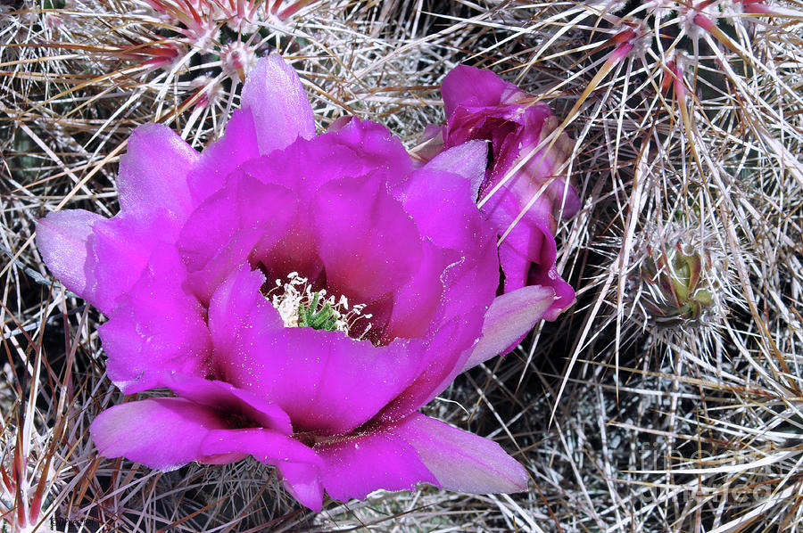 Brilliant Purple Cacti Bloom Photograph by Debby Pueschel