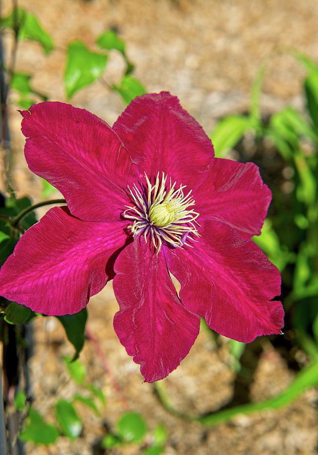 Brilliant Red Clematis Photograph