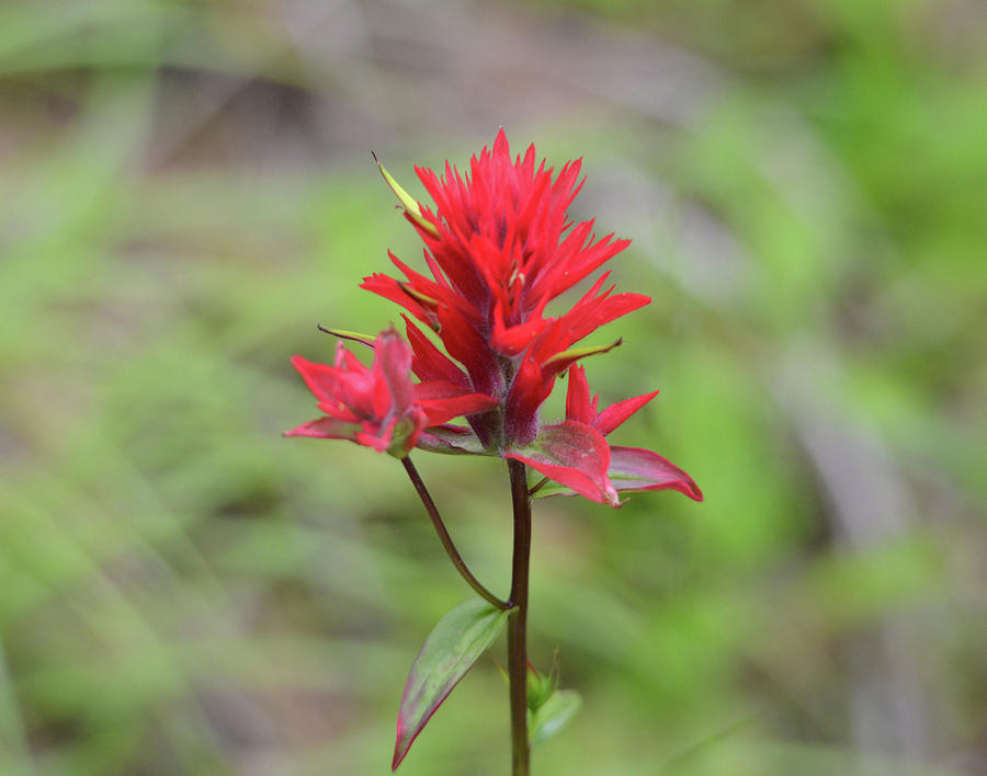 Brilliant Red Indian Paintbrush Photograph by Whispering Peaks Photography