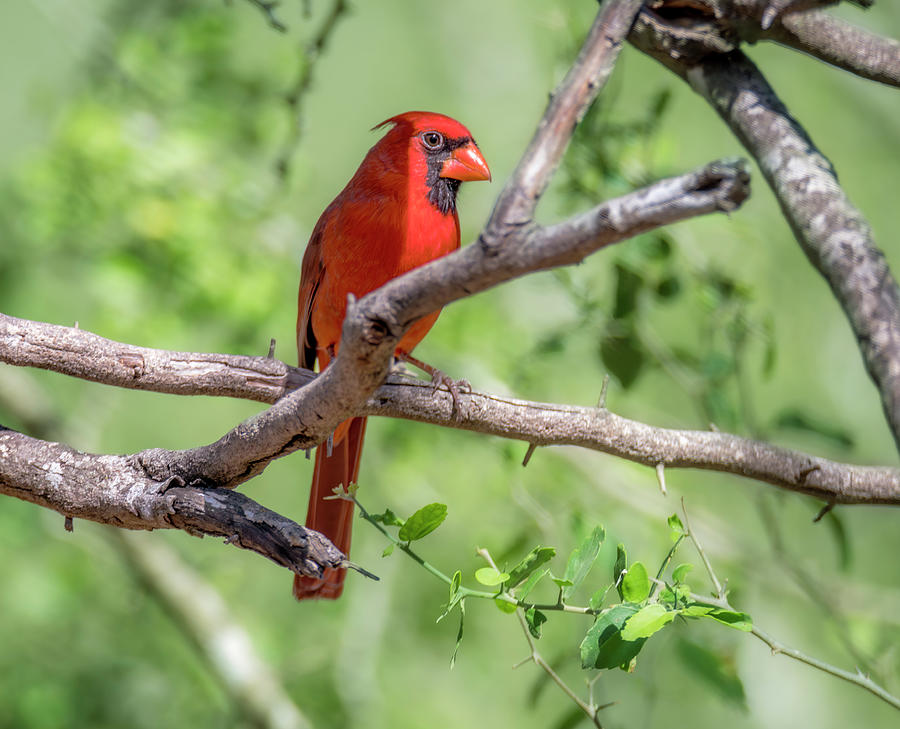 Brilliant Red Northern Cardinal Photograph by Debra Martz