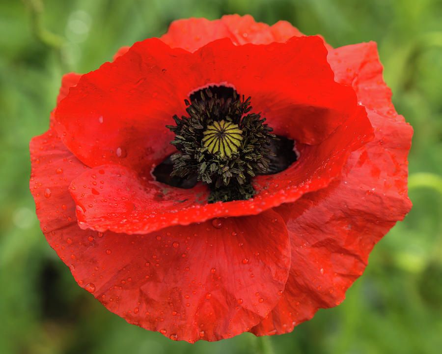 Brilliant Red Poppy Photograph by Sandra Nelson | Fine Art America