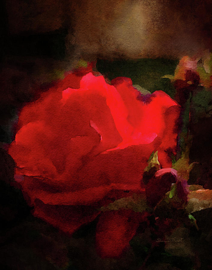Brilliant Red Rose Digital Art by Sherrie Triest - Fine Art America