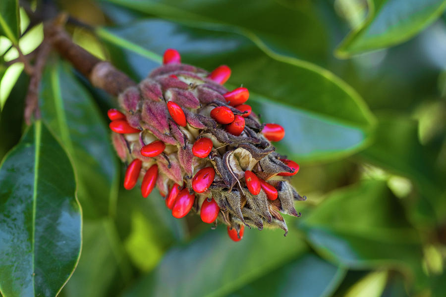Brilliant Red Southern Magnolia Seeds Photograph by Kathy Clark