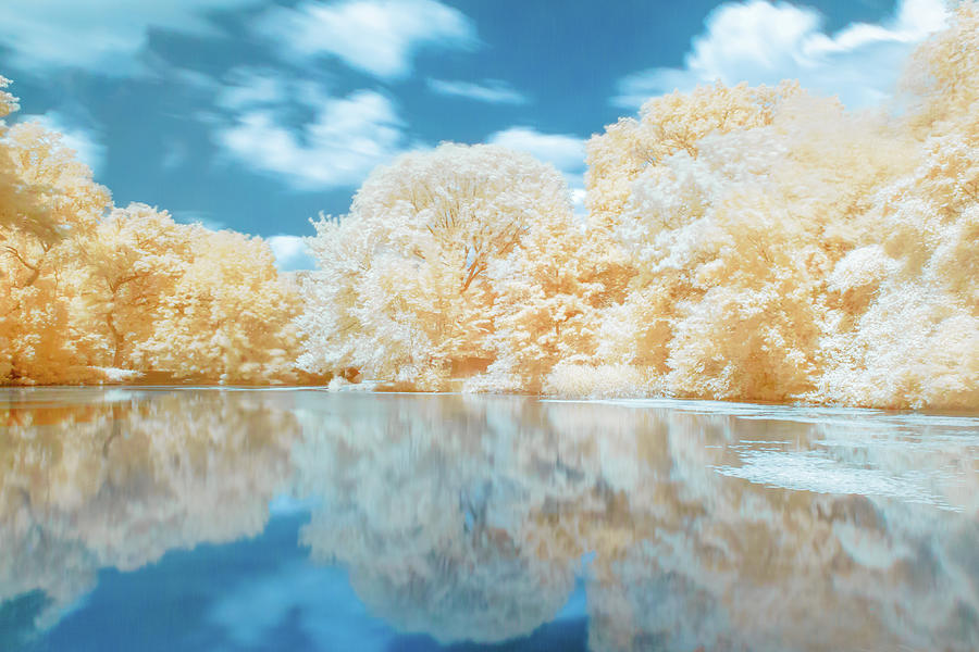 Brilliant Reflecting Grove in Infrared Photograph by Auden Johnson