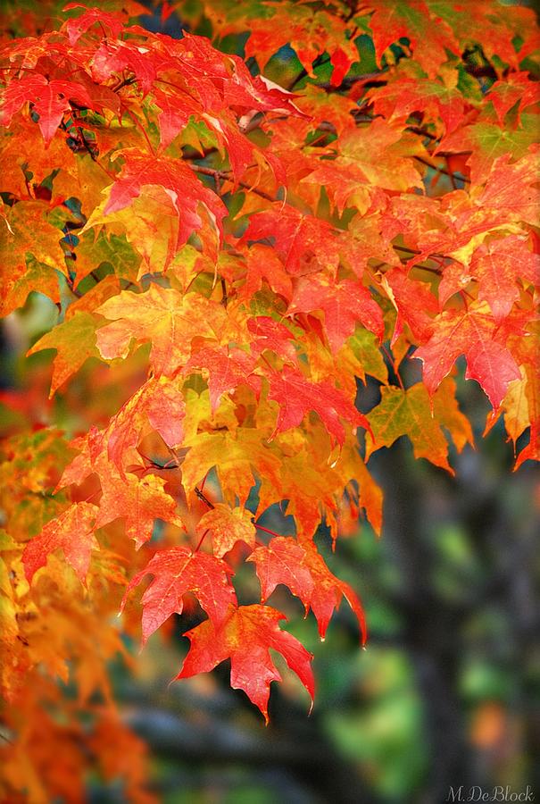 Brilliant Shades of Autumn Photograph by Marilyn DeBlock - Pixels