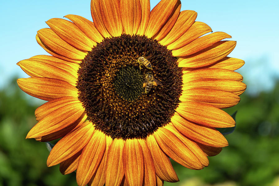 Brilliant Sun Flower With Bees Photograph