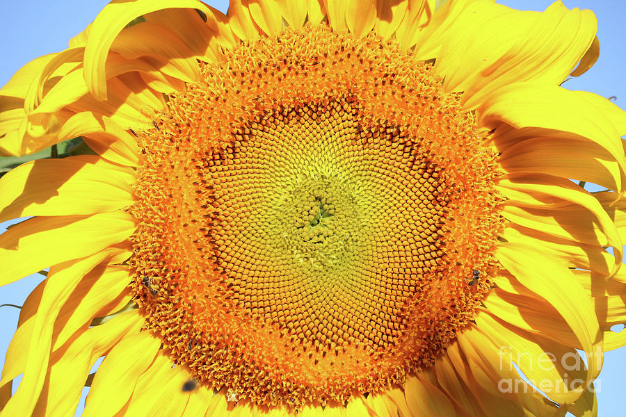Brilliant Sunflower Photograph by Carol Groenen