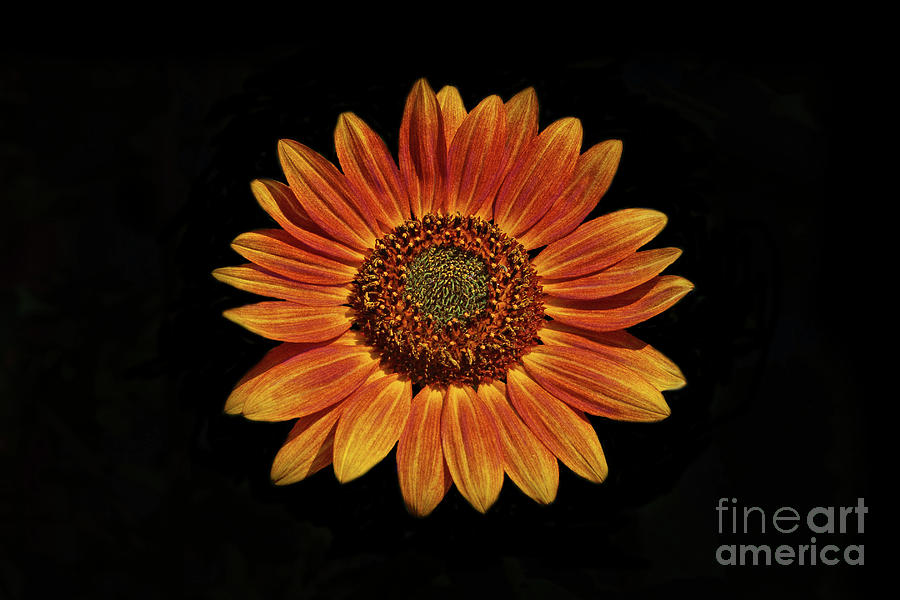 Brilliant Sunflower Photograph by Steffani GreenLeaf