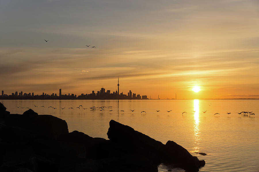 Brilliant Sunrise with Birds - Toronto Skyline with Free Flying Cormorants Photograph by Georgia Mizuleva