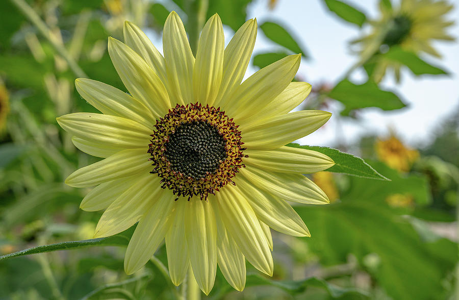 Brilliant Yellow Sunflower Photograph by Linda Howes