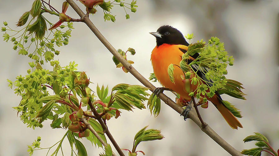 Brilliantly Colored Songbird Photograph by Rebecca Grzenda
