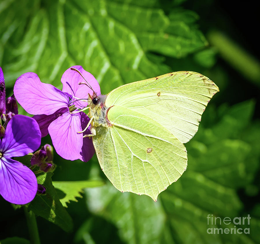 Brimstone butterfly Photograph by Colin Rayner