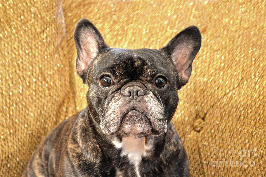 Brindle French Bulldog Photograph by Catherine Sherman
