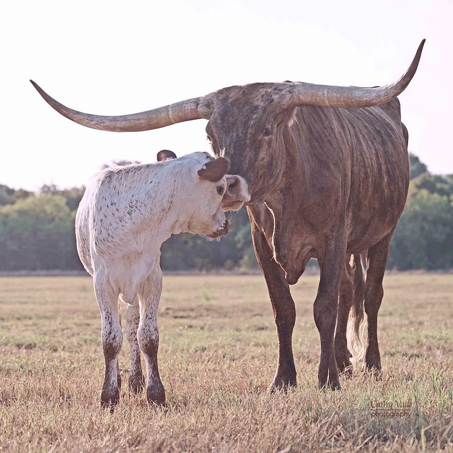 Brindle longhorn cow Sweet Pepper and calf Photograph by Cathy Valle