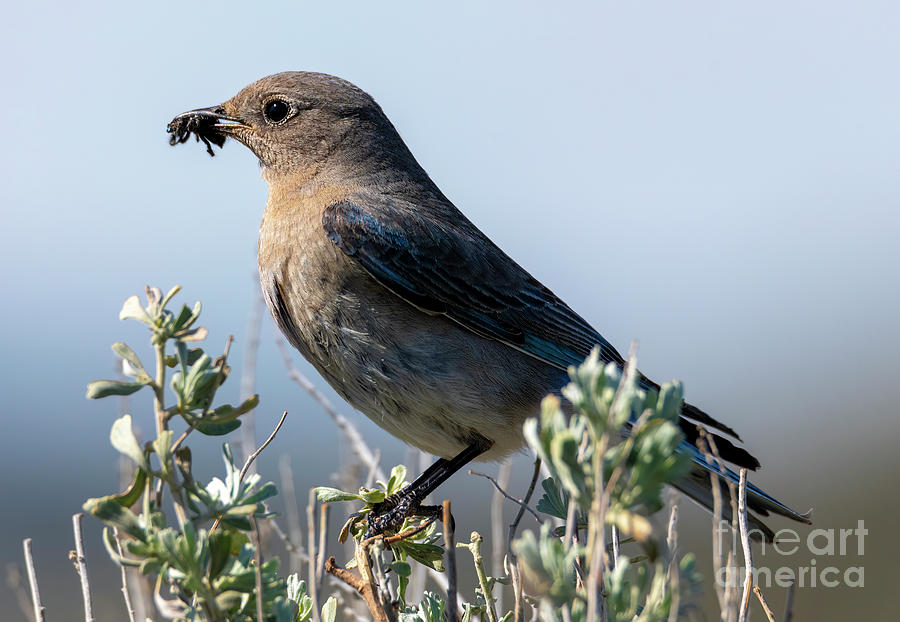 Bringing a Meal Photograph by Michael Dawson - Fine Art America