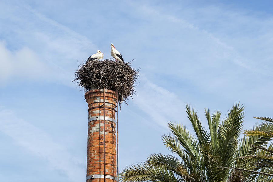 Bringing Babies - White Storks Nesting on a Tall Brick Chimney Above the Treetops Photograph by Georgia Mizuleva