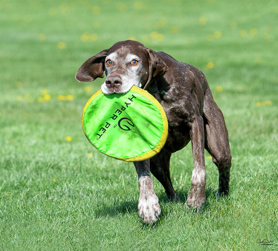 Bringing back the frisbee II Photograph by Judi Dressler