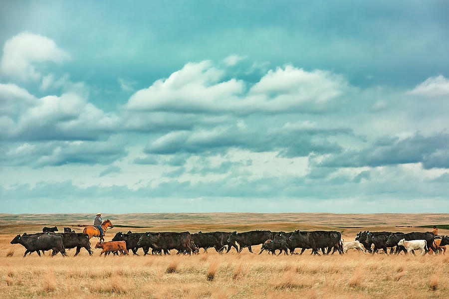 Bringing in the Herd Photograph by Todd Klassy