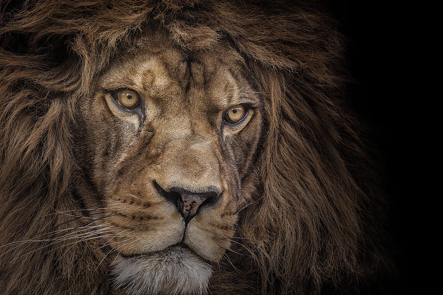 Lion Photograph - Brink of Extinction by Ashley Vincent