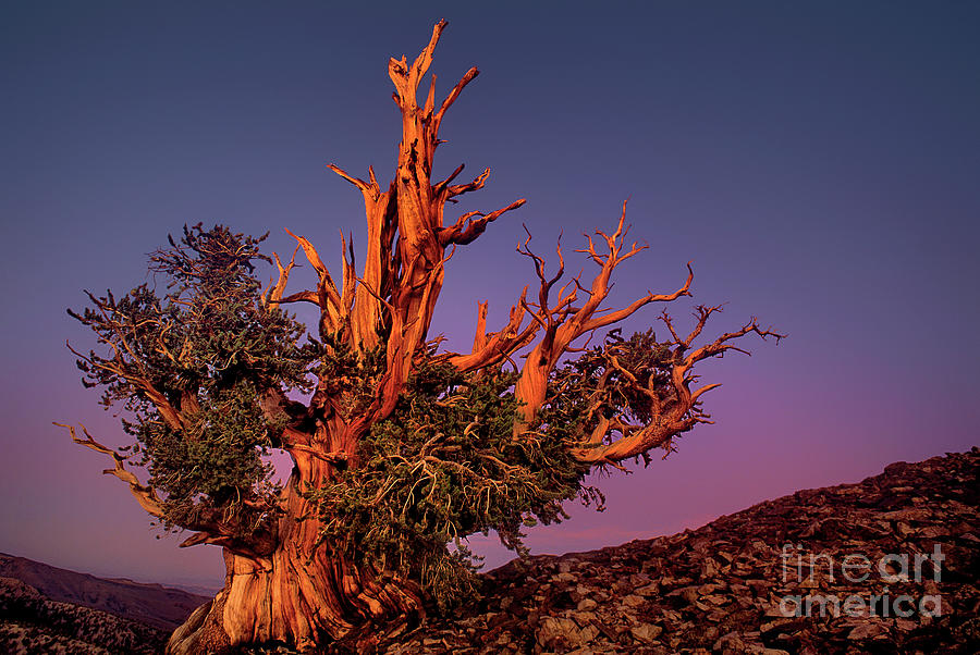 Bristelcone Pine Pinus Longeava Sunset California Photograph by Dave Welling