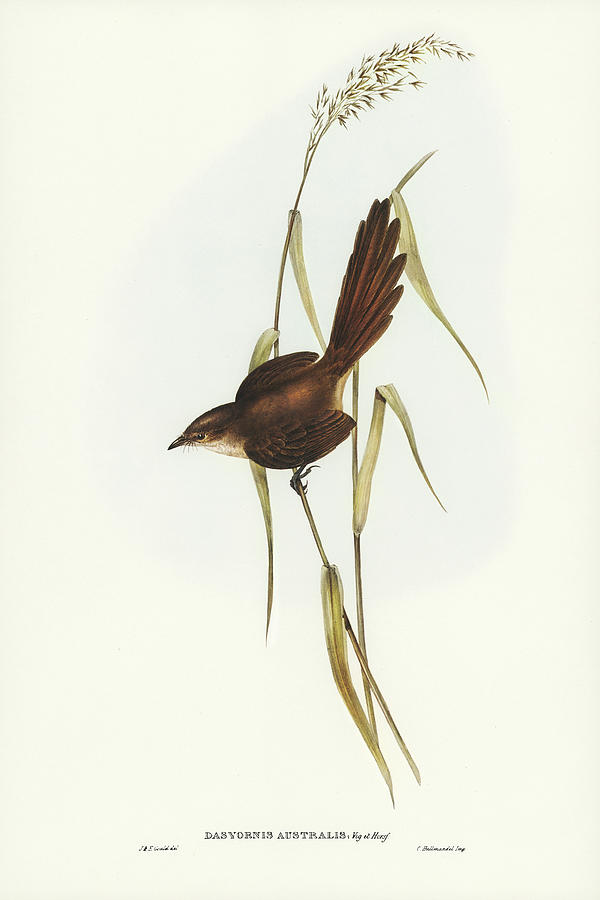 John Gould Drawing - Bristle Bird, Dasyornis Australis by John Gould