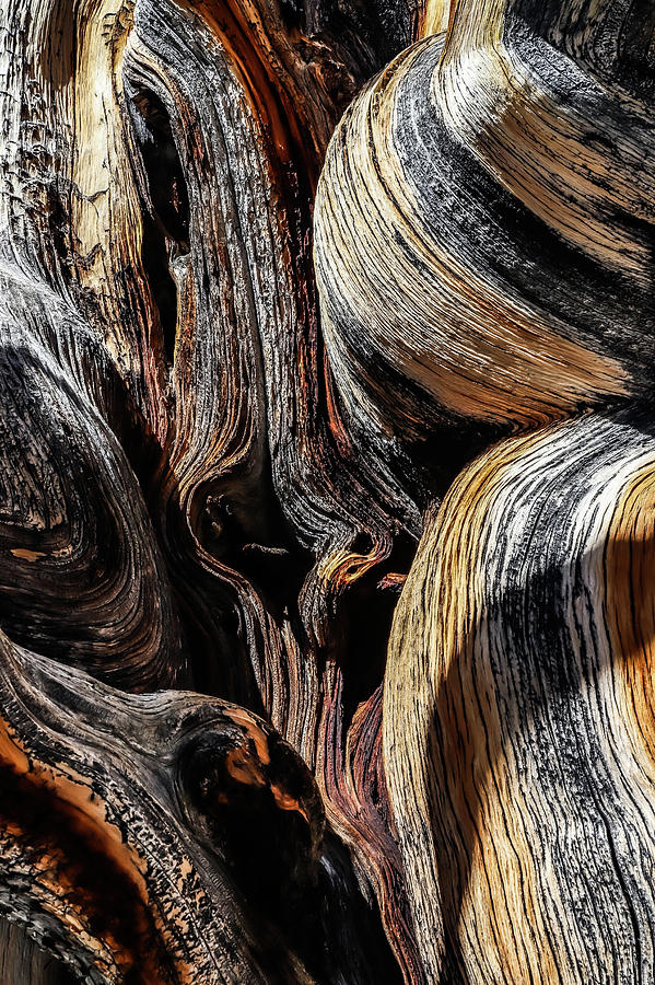 Bristle Cone Pine Abstract Photograph by Bill Gallagher