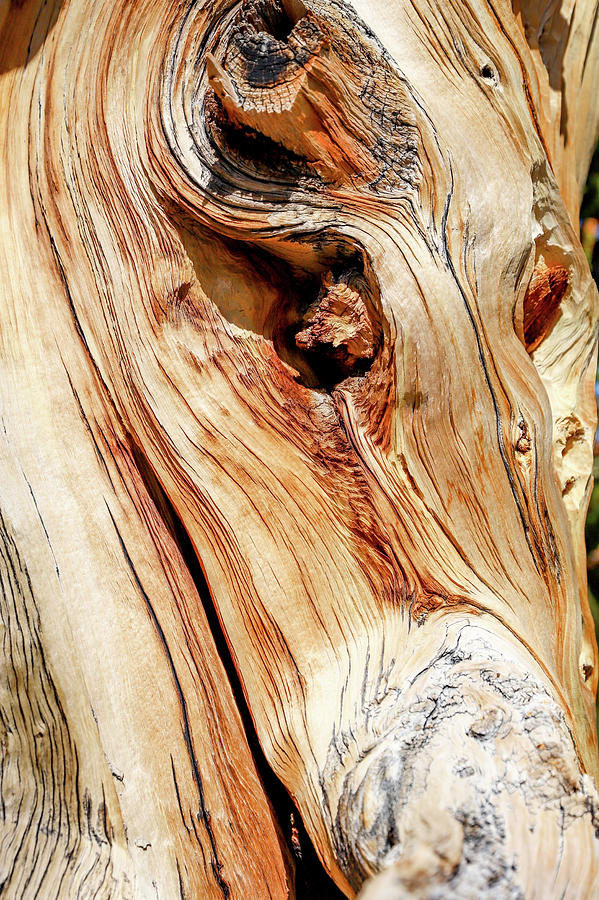 Mountain Photograph - Bristle Cone Pine Abstract II by Bill Gallagher