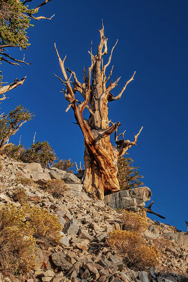bristlecone pine