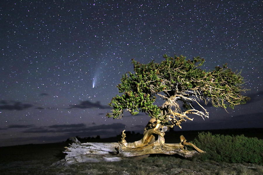 Comet Photograph - Bristlecone Perseverance and Comet Neowise by Gretchen Baker