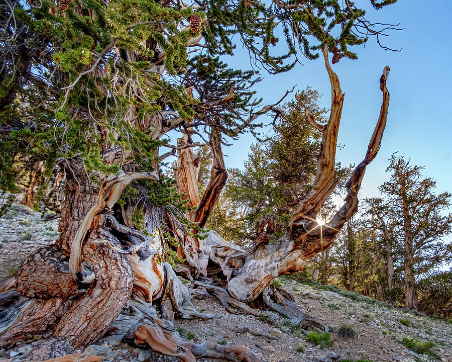 Bristlecone Pine Photograph by Bill Ray | Fine Art America