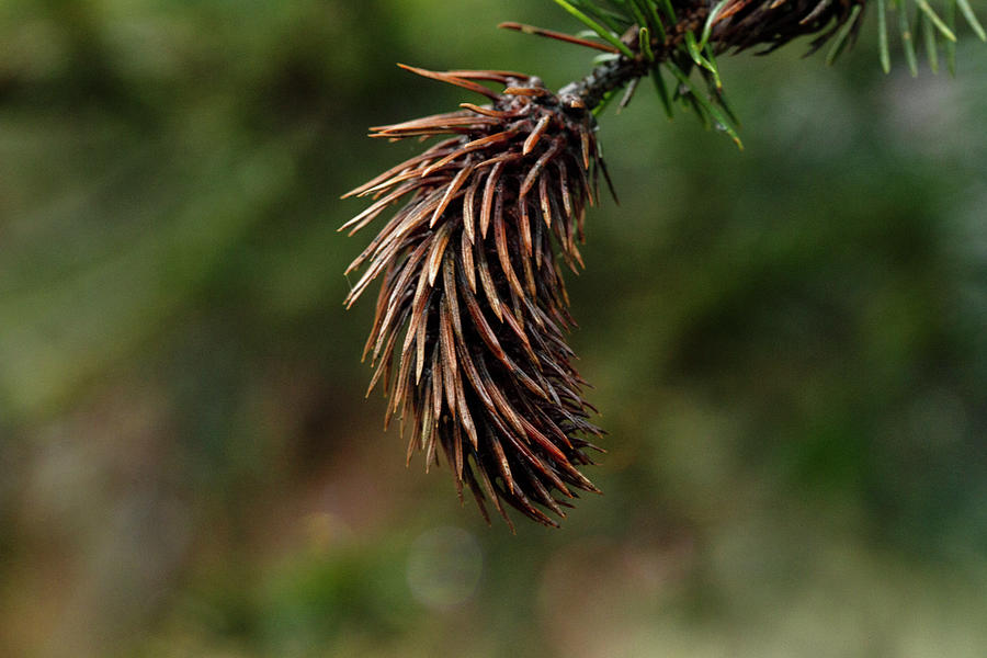 Bristlecone Pine Photograph by Cheryl Day
