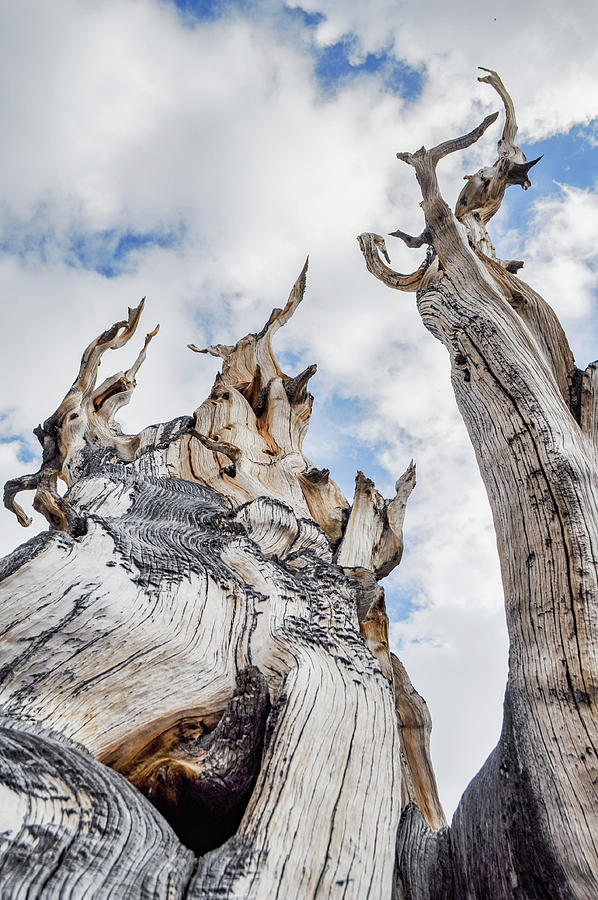 Bristlecone Pine Great Basin Photograph by Kyle Hanson