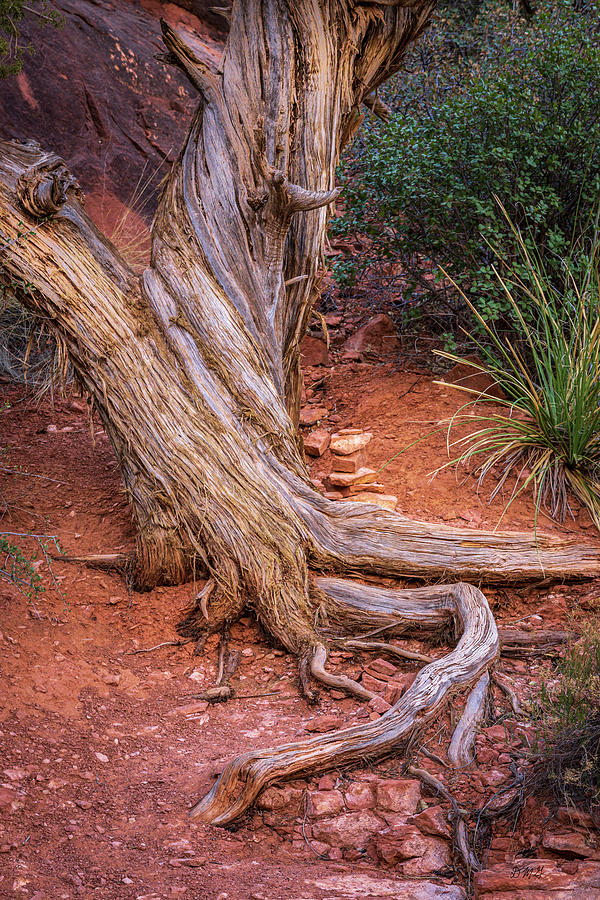 Bristlecone Pine I Color Photograph by David Gordon