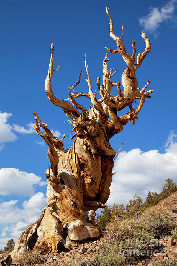 Tree Photograph - Bristlecone pine, Inyo national Forest, Bishop, California, USA by Neale And Judith Clark