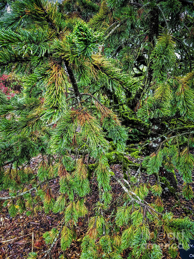 Bristlecone Pine Photograph