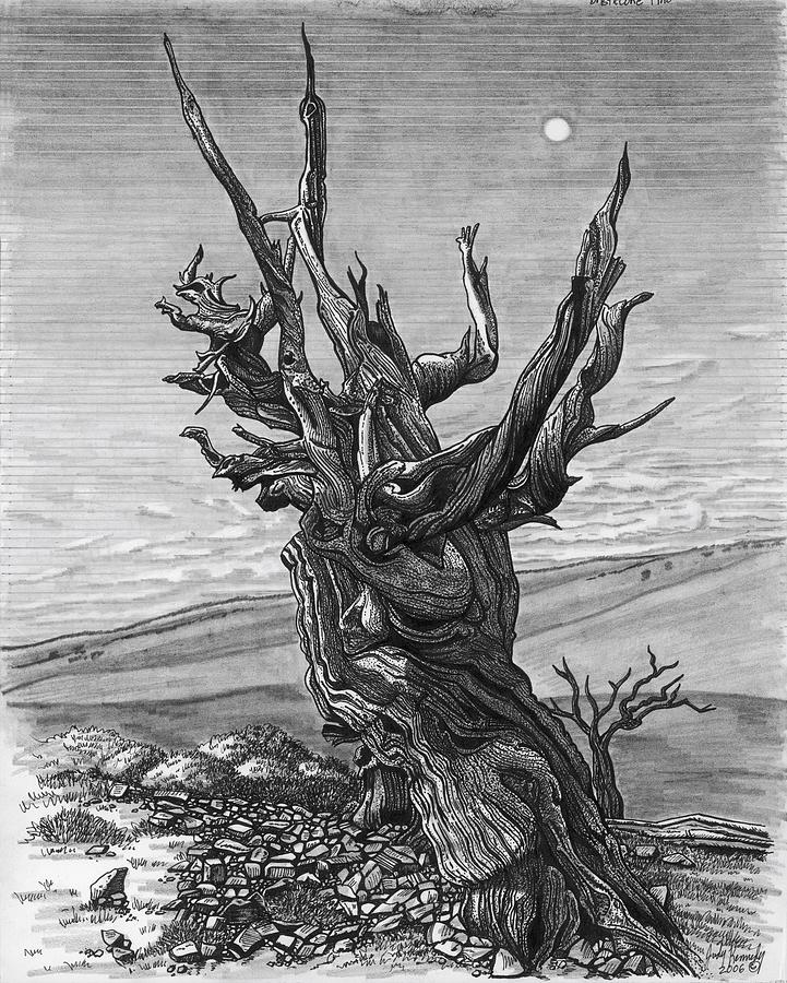 Bristlecone Pine Drawing By Judy Kennedy Pixels