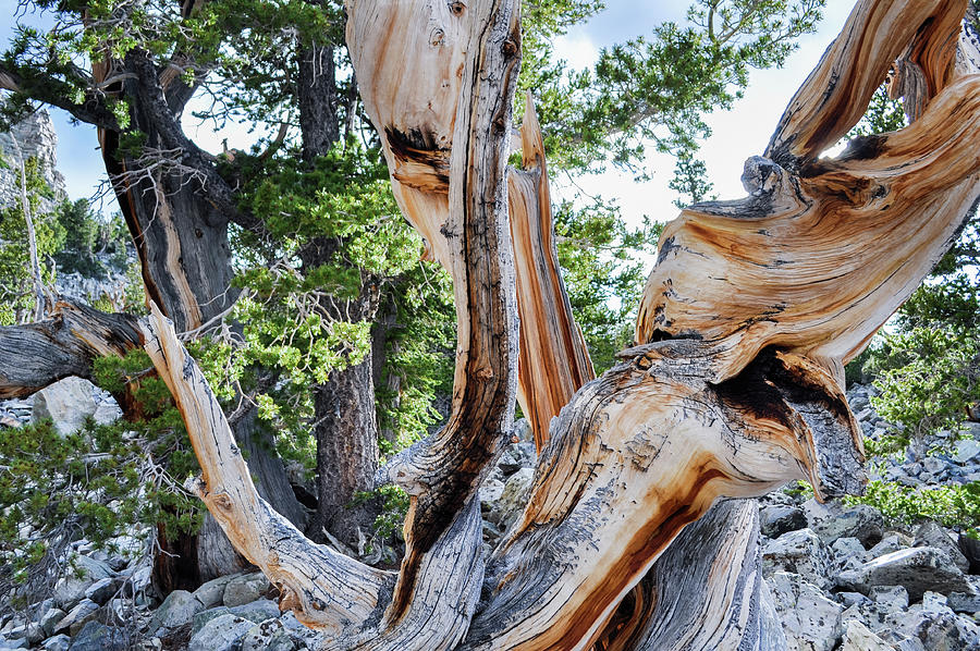 Bristlecone Pine Landscape Photograph by Kyle Hanson