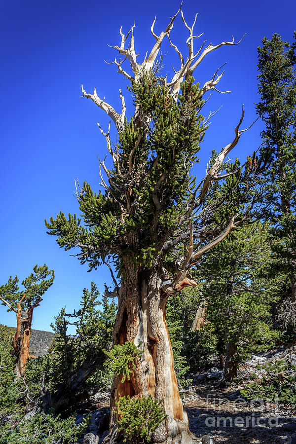 Bristlecone Pine Photograph by Michael Overstreet - Fine Art America