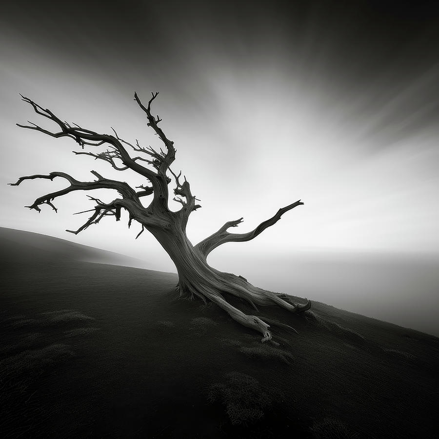 Black And White Digital Art - Bristlecone Pine on Foggy Mountain Slope by YoPedro