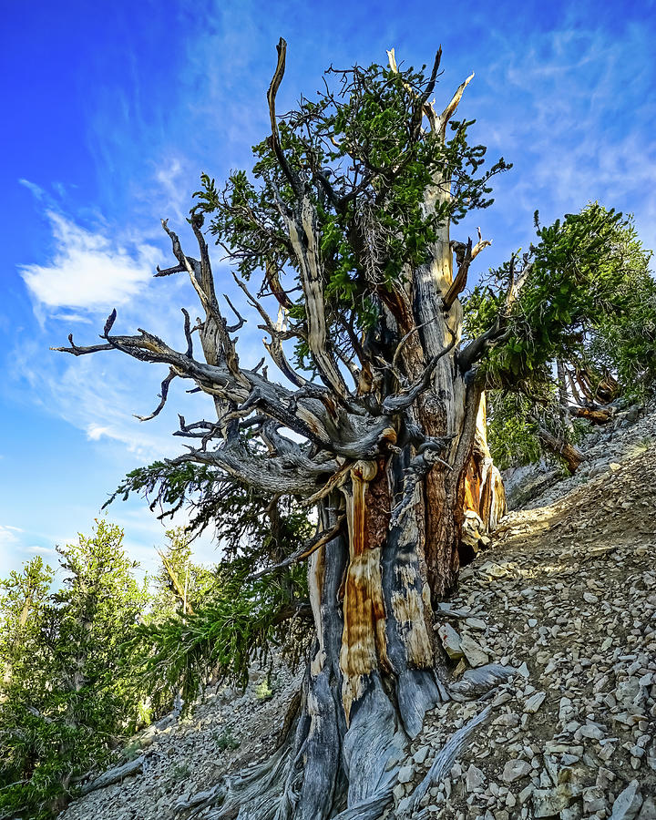 Bristlecone Pine Portrait Photograph by Brett Harvey