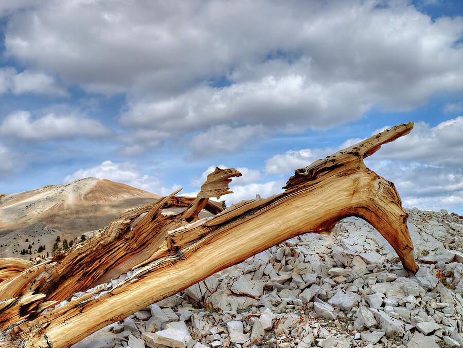 Bristlecone Pine Remains Photograph by Joe Schofield
