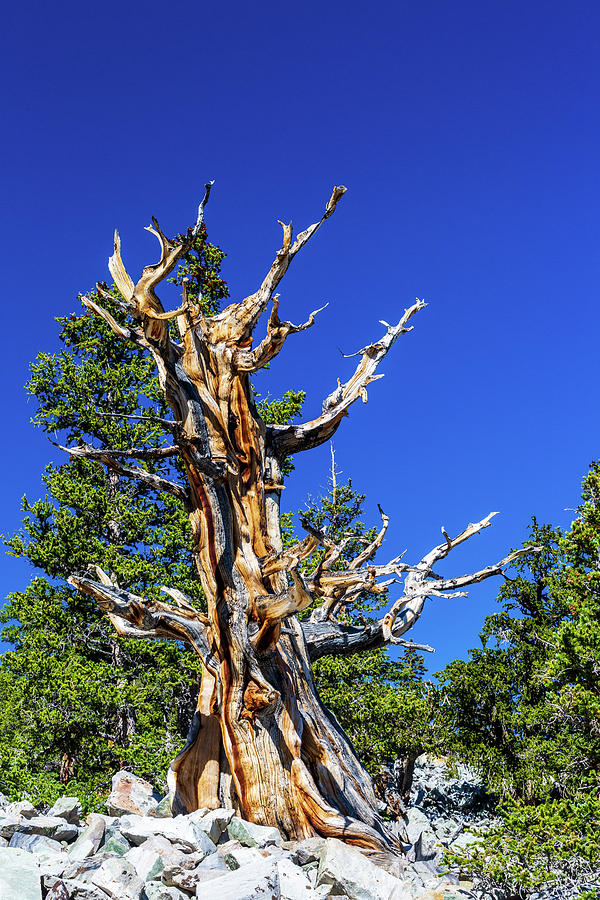 Bristlecone Pine Tree in the Blue Photograph by Terri Morris | Fine Art ...