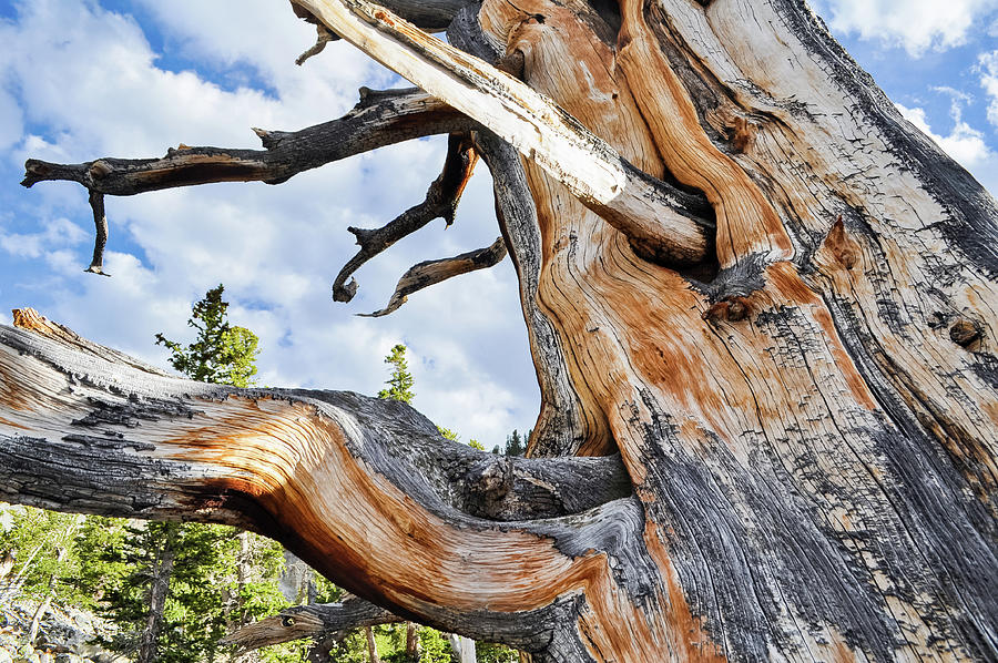 Bristlecone Pine Tree Landscape Photograph by Kyle Hanson