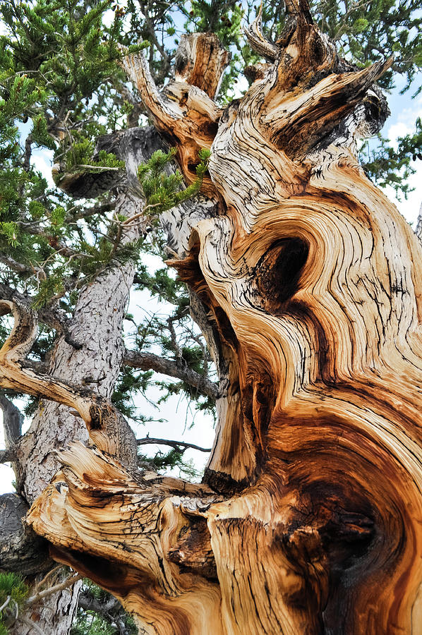 Bristlecone Pine Tree Portrait Photograph by Kyle Hanson