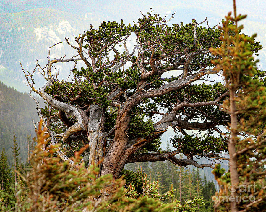 Bristlecone Pine Tree Photograph by Shirley Dutchkowski