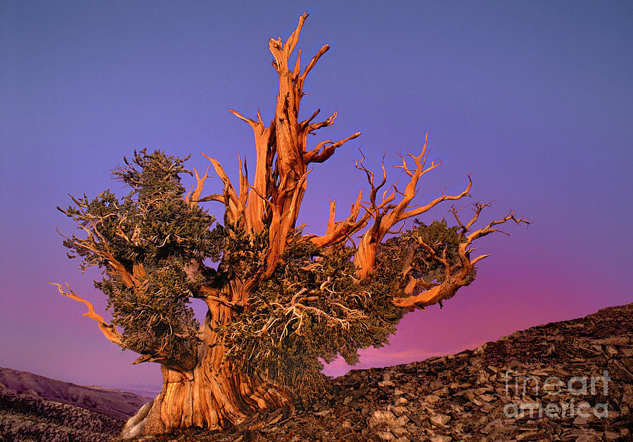 Bristlecone Pine White Mountains Califo Photograph by Dave Welling